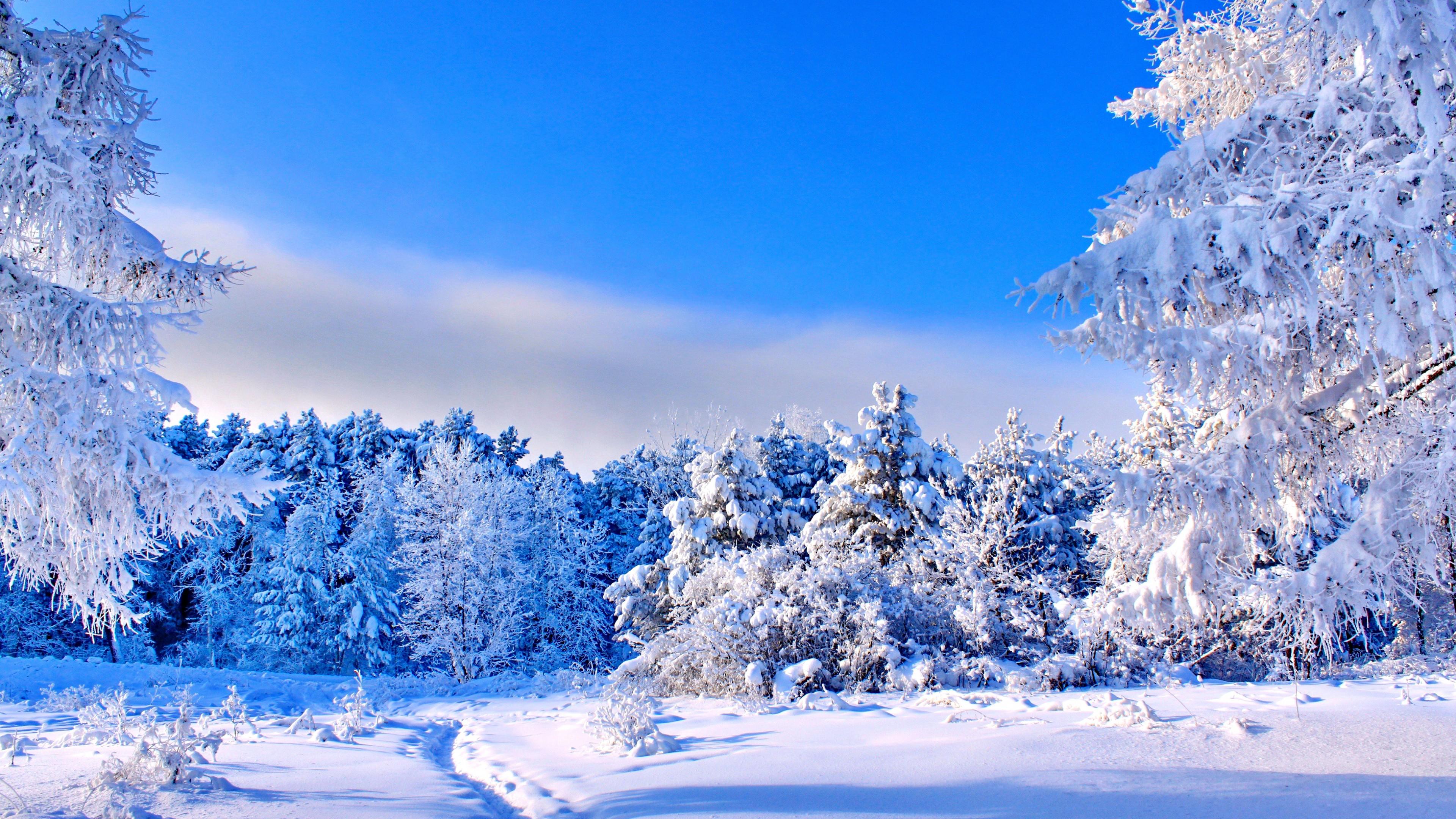 Wallpaper Forest Trees Snow Winter 4k Nature