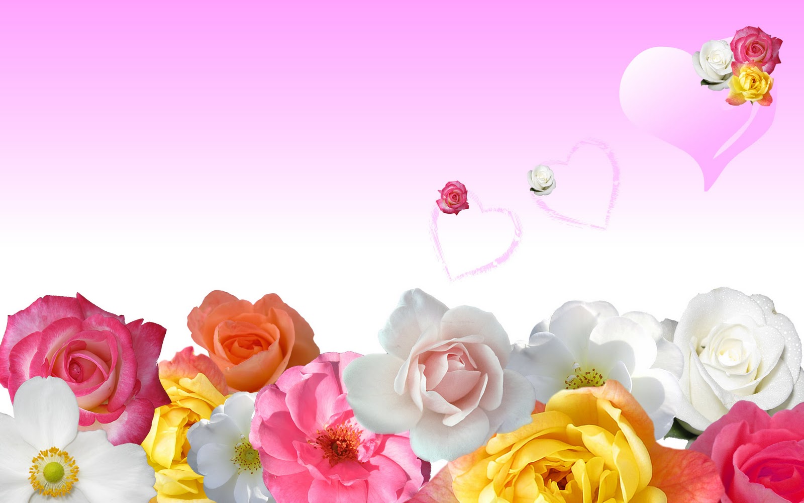 HD Desktop Wallpaper Roses Rose Orange
