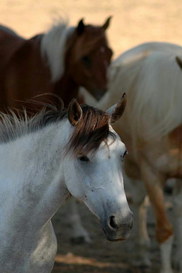 1,804 3d Horse Wallpaper Images, Stock Photos, 3D objects, & Vectors |  Shutterstock