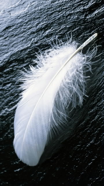Wallpaper White Feather For Your Nokia