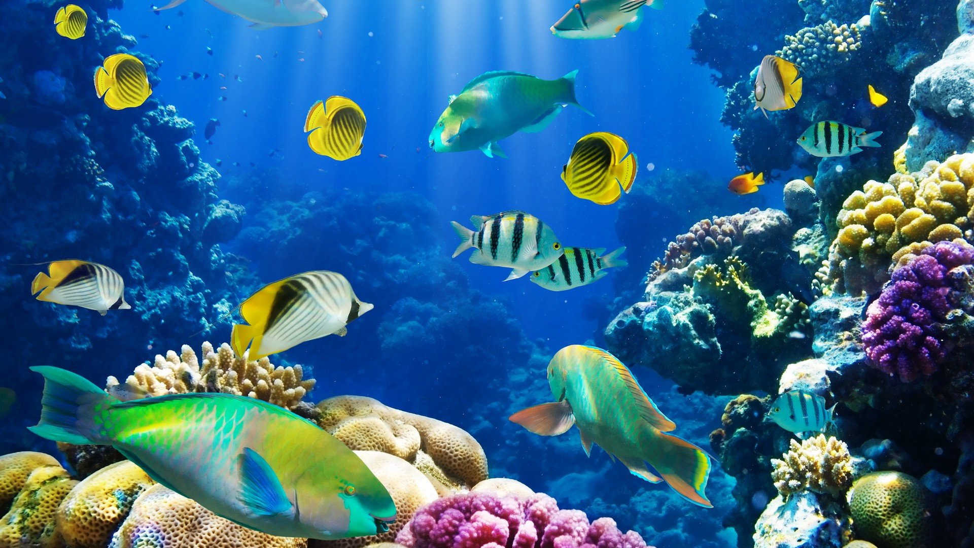 Nature Fish Coral Reef Exotic Wallpaper