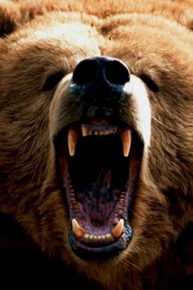 Desktop Grizzly Bear Animal Image Wallpaper