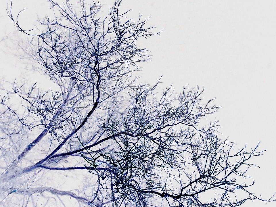Branches Twigs Background Photo On