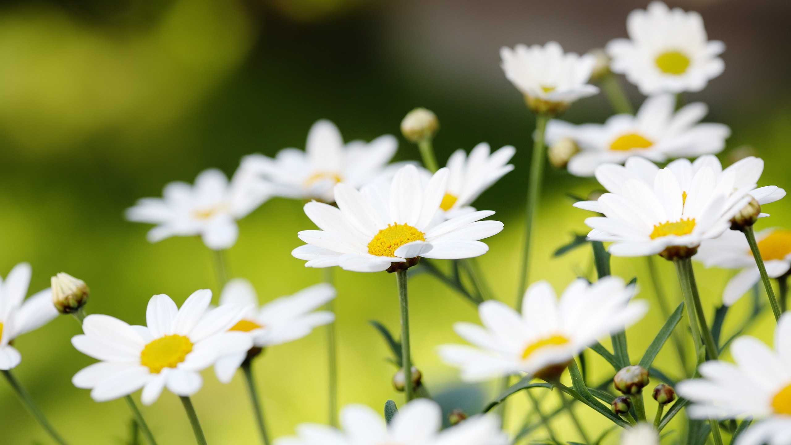 Daisy Flower Wallpaper