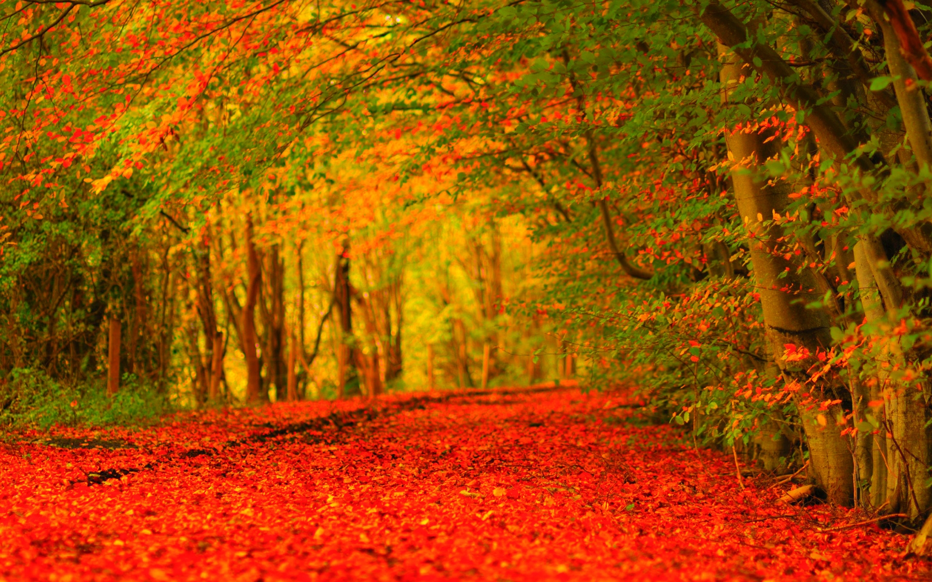 Free Autumn Red Collon Maple River Widescreen Wallpaper