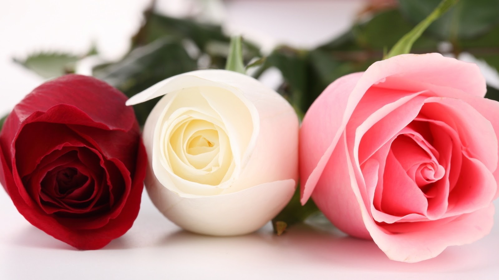 Ravishment Beautiful Roses HD Desktop Wallpaper In 1080p