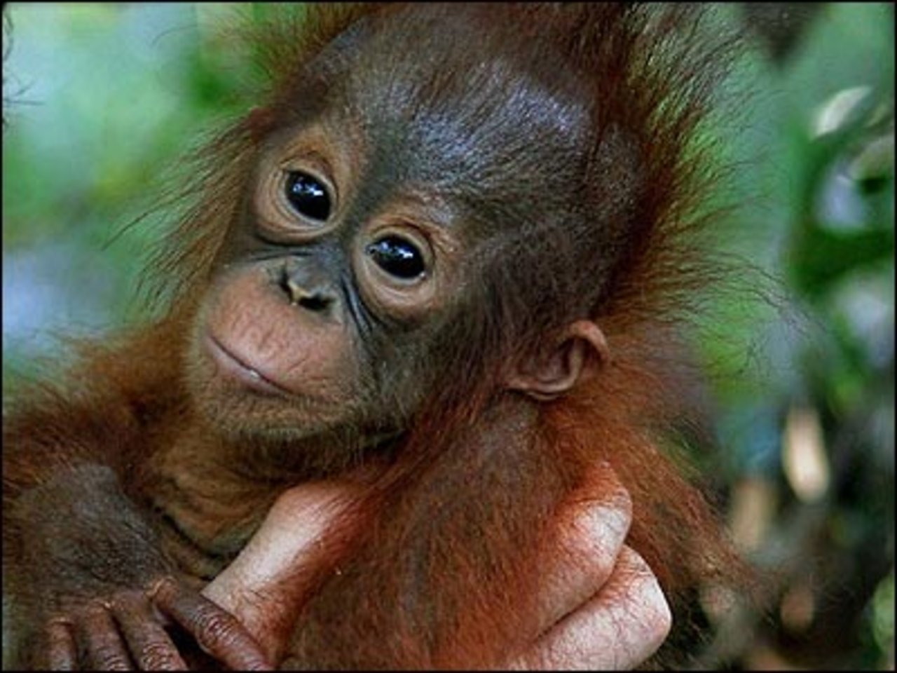 Cute Baby Monkeys HD Wallpaper In Animals Imageci