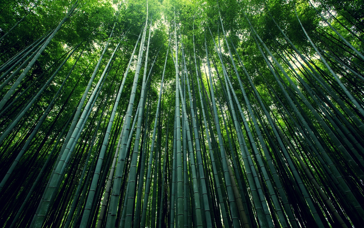 Bamboo Forest Wallpaper HD