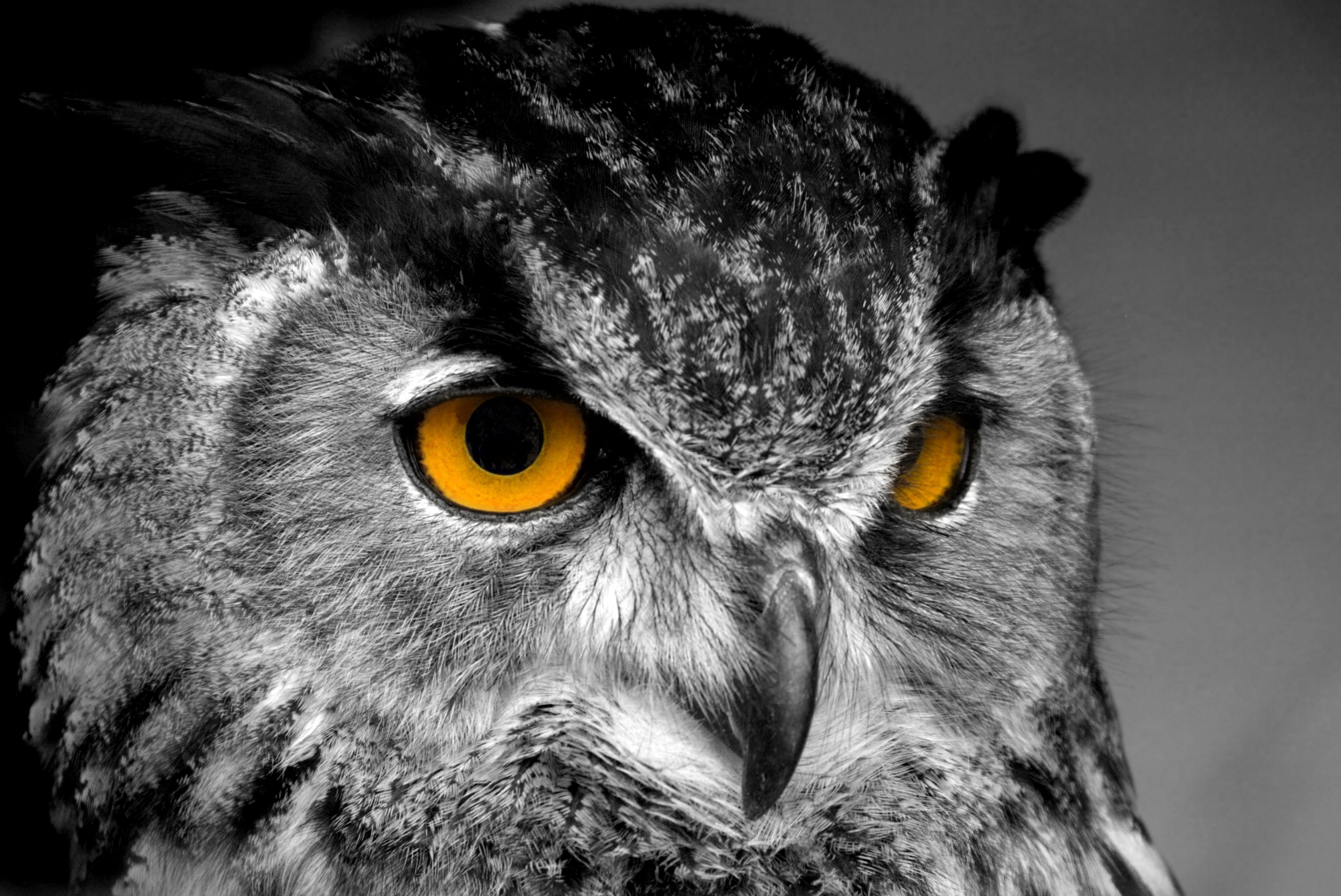 HD Owl Desktop Wallpaper - WallpaperSafari
