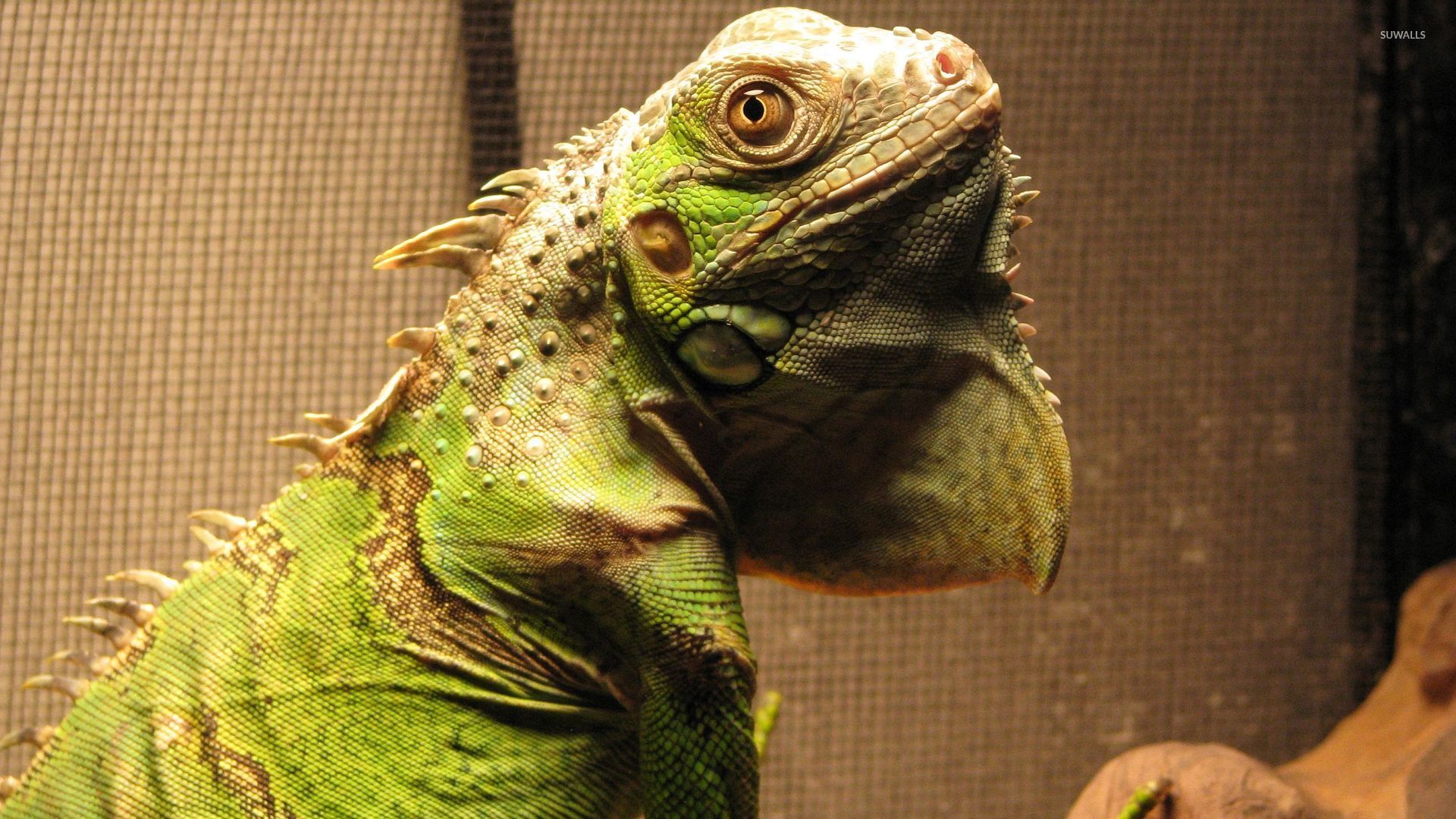 Iguana Wallpaper Animal