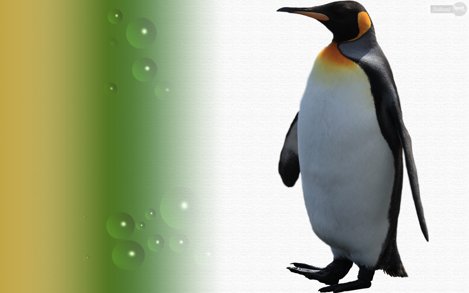 penguin wallpaper penguin wallpapers wallpaper penguin wallpapers of