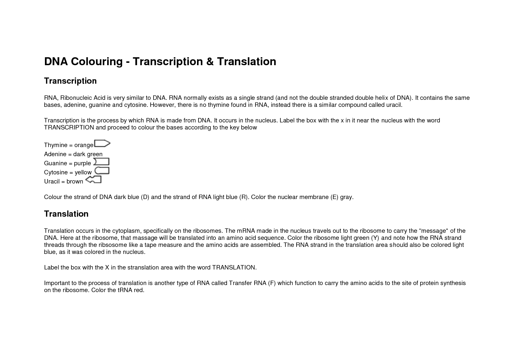 Answers To Dna Coloring Transcription And Translation