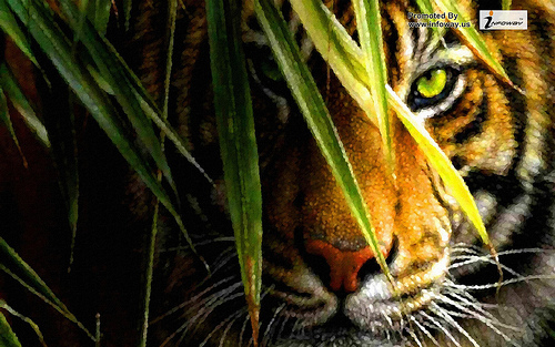 HD Wallpaper Auburn Tigers Tiger Eye Desktop