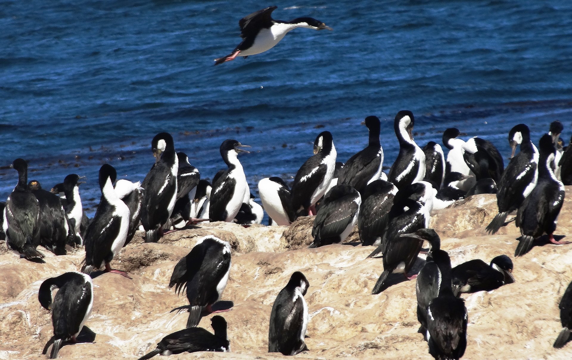 Bird Animal Imperial Shag 4k Ultra HD Wallpaper