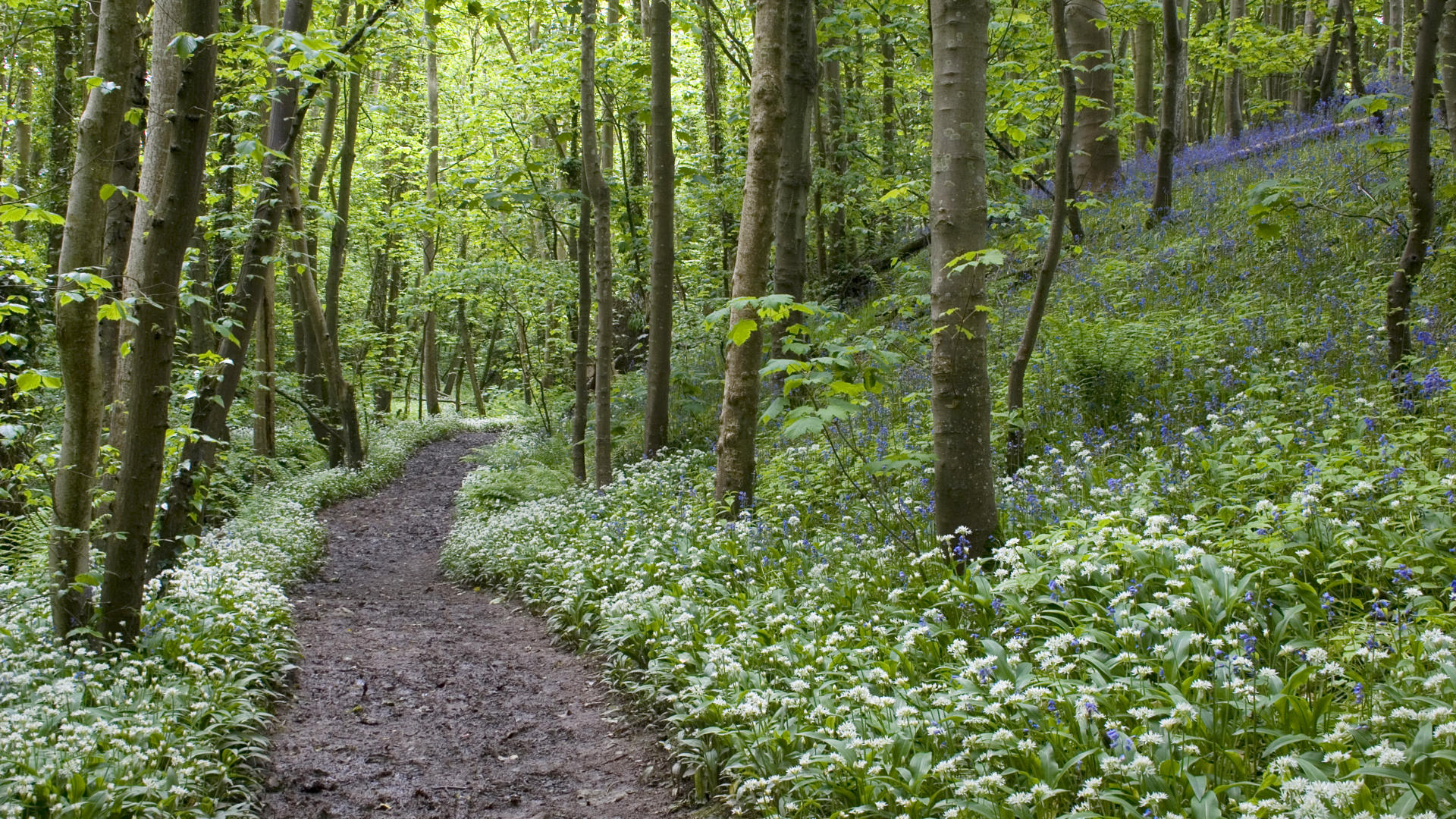 Deciduous Woodland Wallpaper