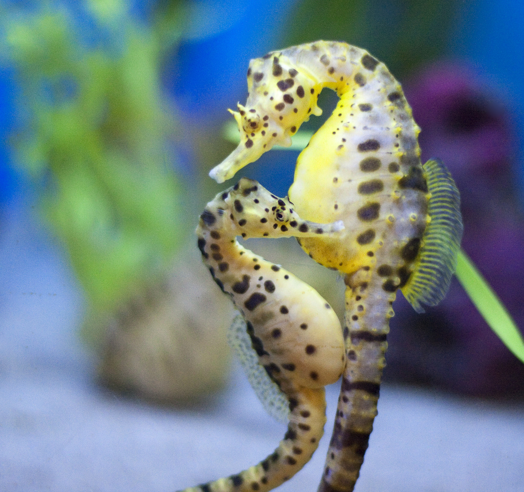 Seahorse Desktop Background Screensavers