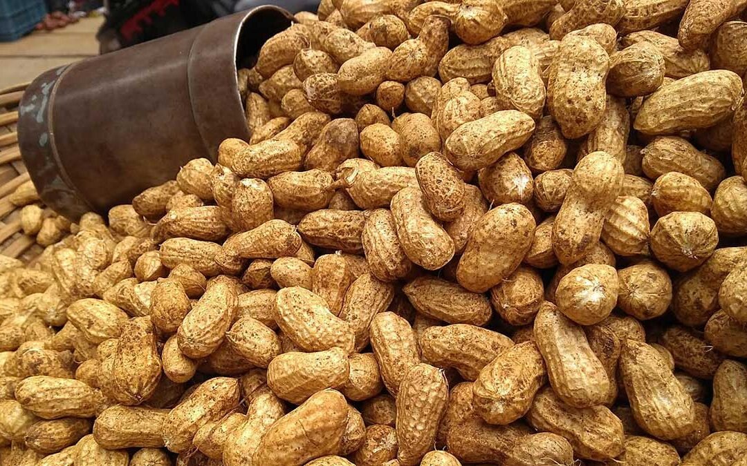 Planting Peanuts Wallpaper