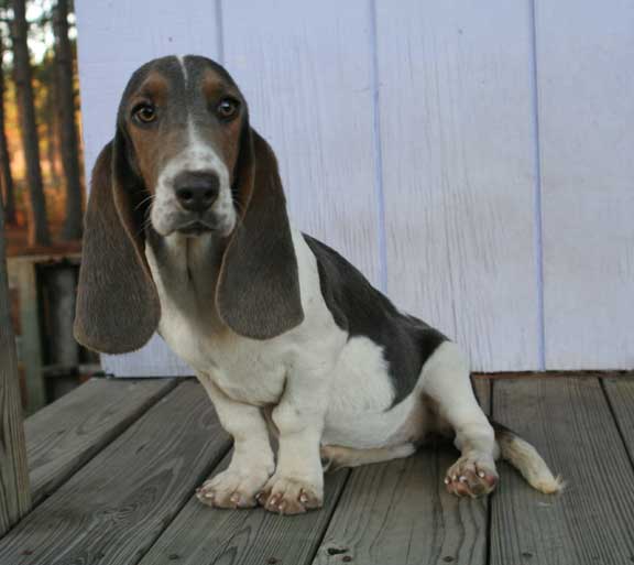 Basset Hound Photos And Wallpaper The Beautiful
