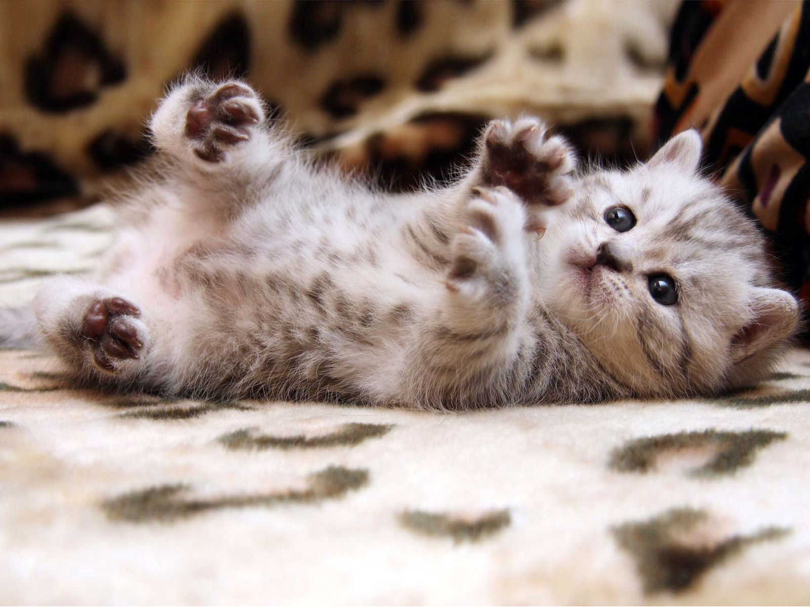 An adorable silver tabby kitten lies on its back on a soft blanket, paws playfully reaching up