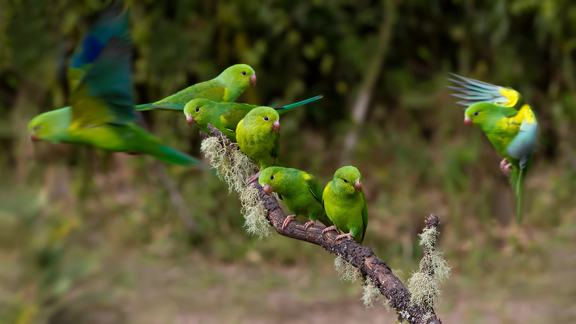 Parrot HD Wallpaper