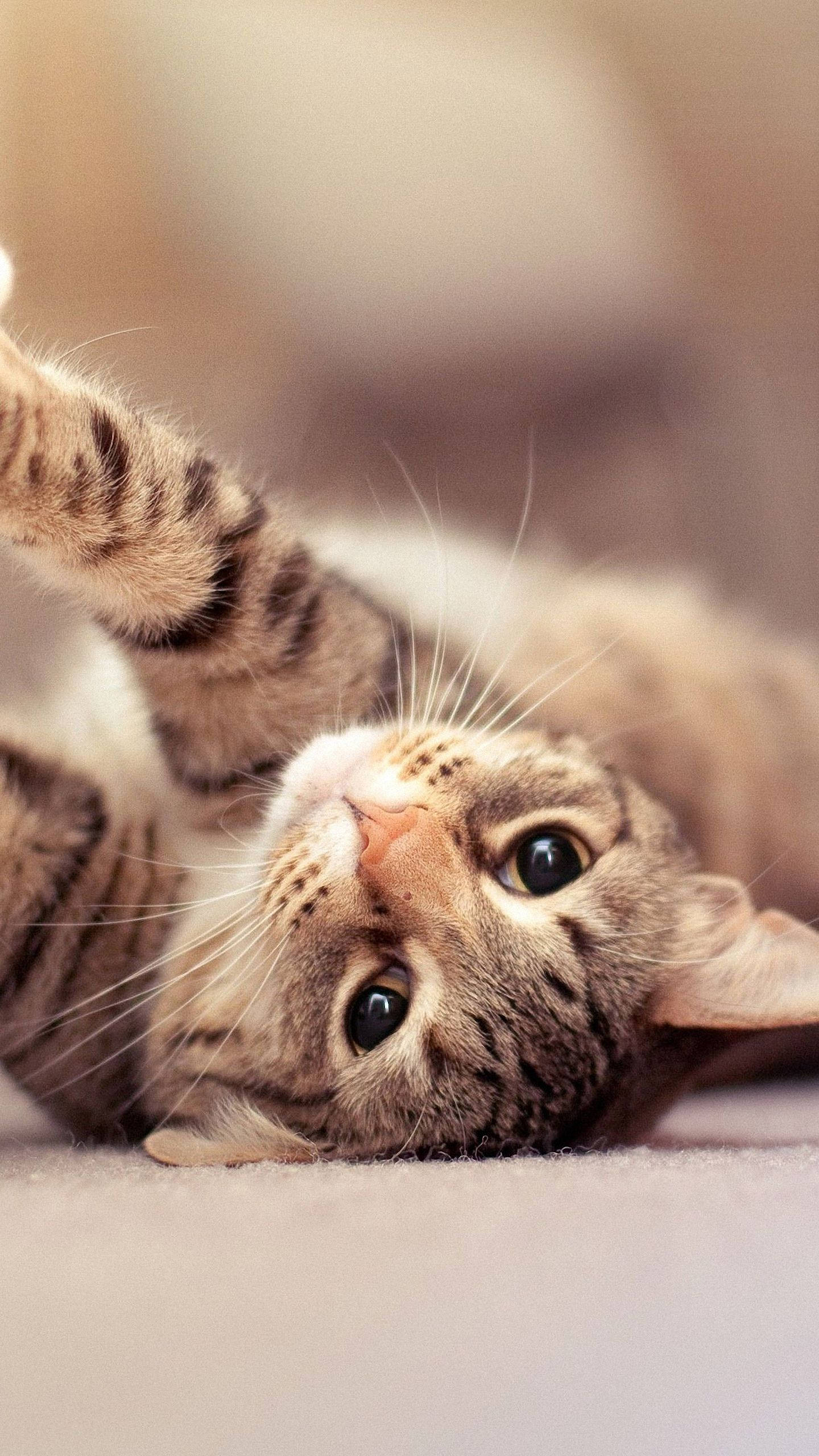 Cat iPhone Wallpaper
