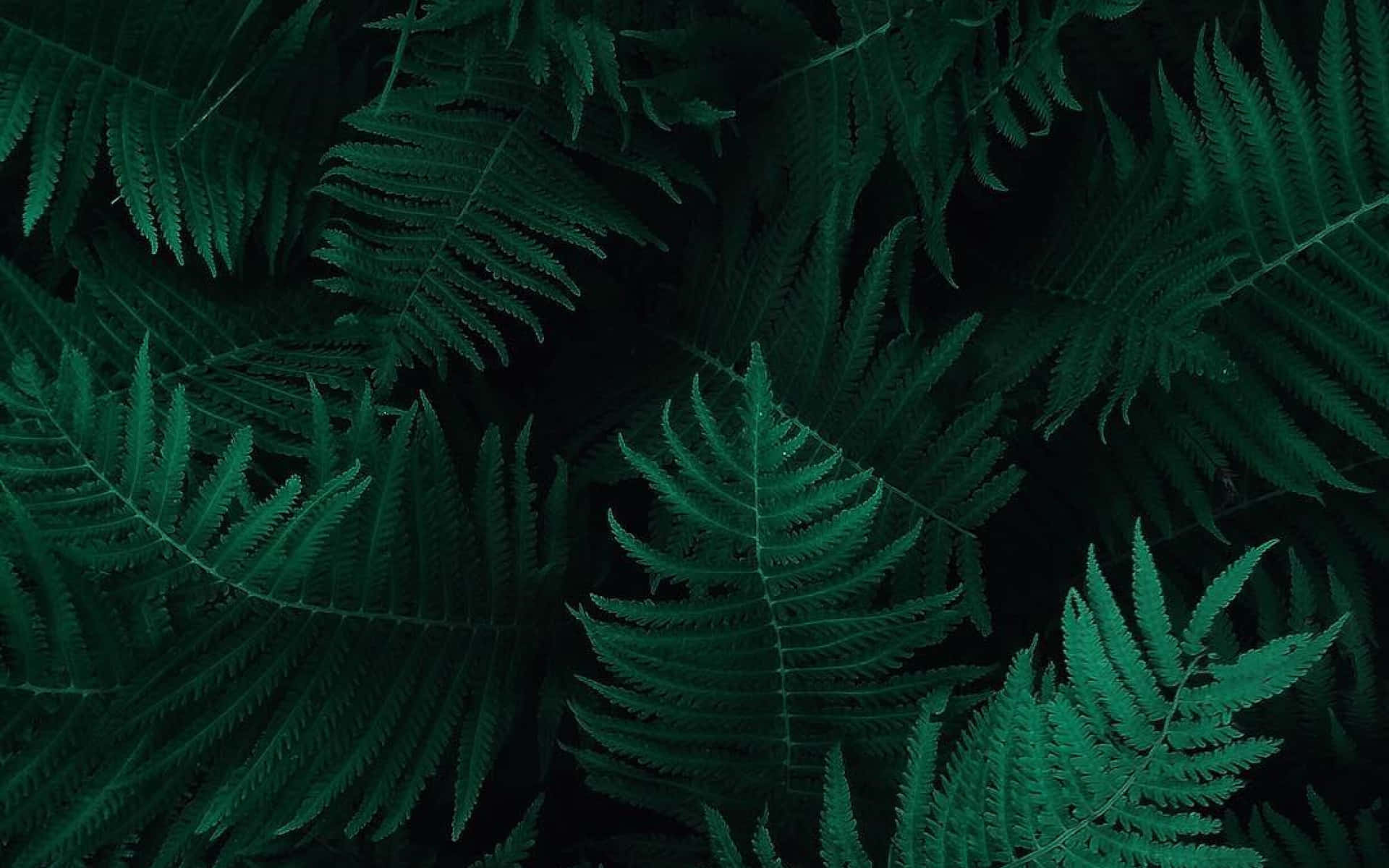 Dark Nature Wallpaper