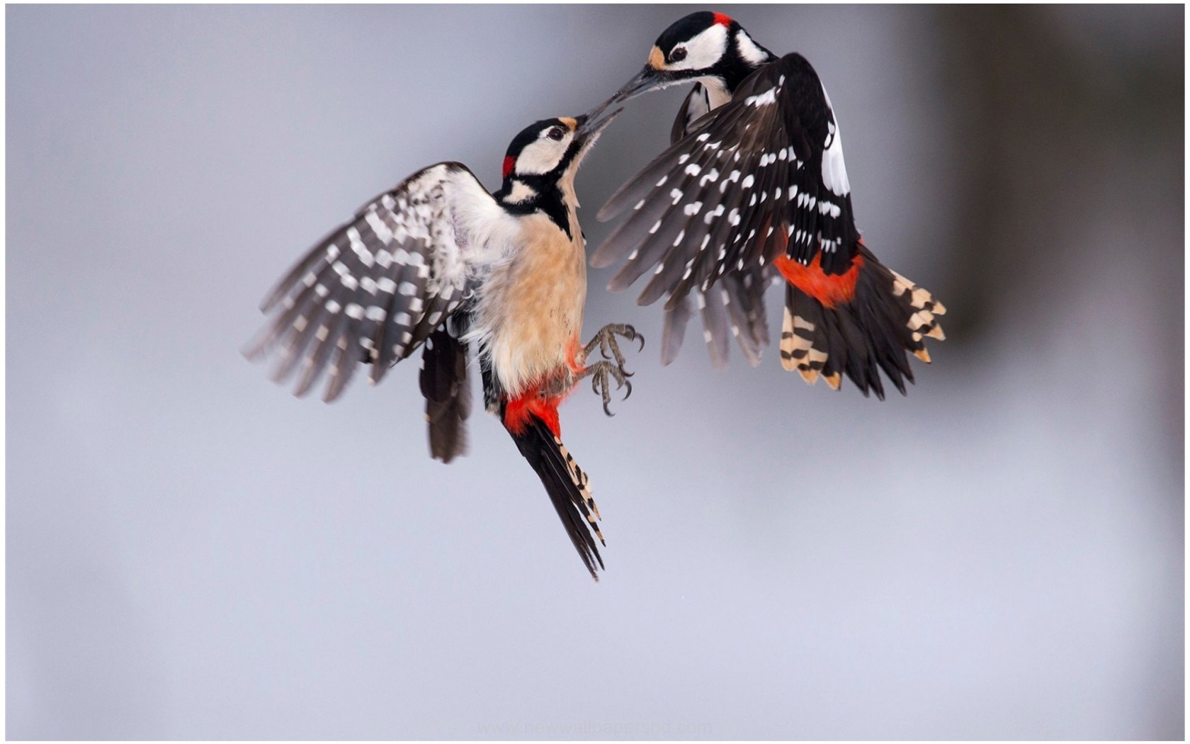 Great Spotted Woodpecker Flying HD Wallpaper 9HD