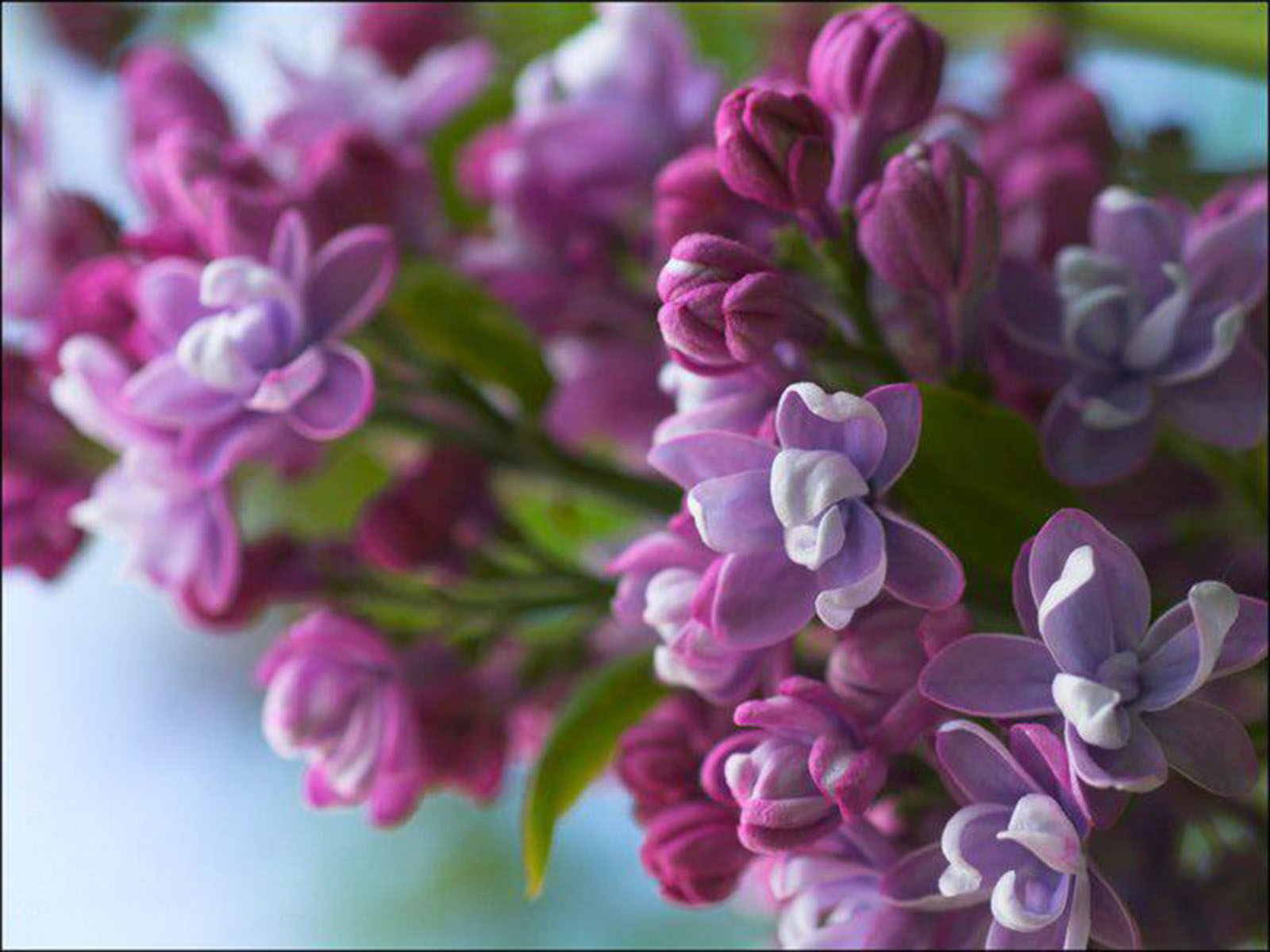 Flowers Purple Lilac   Free high quality background pictures