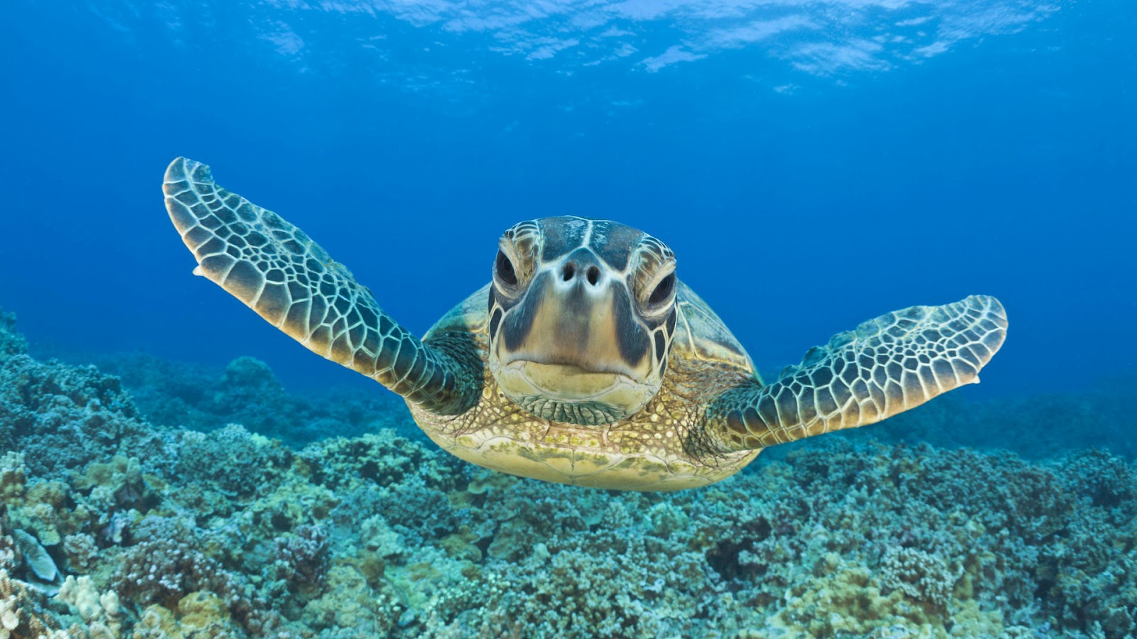 HD Animal Wallpaper With A Turtle Swimming Underwater