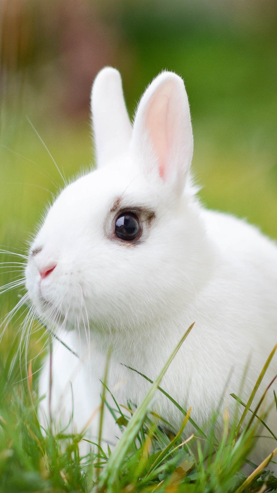 Wallpaper White Rabbit Grass UHD 4k Picture Image