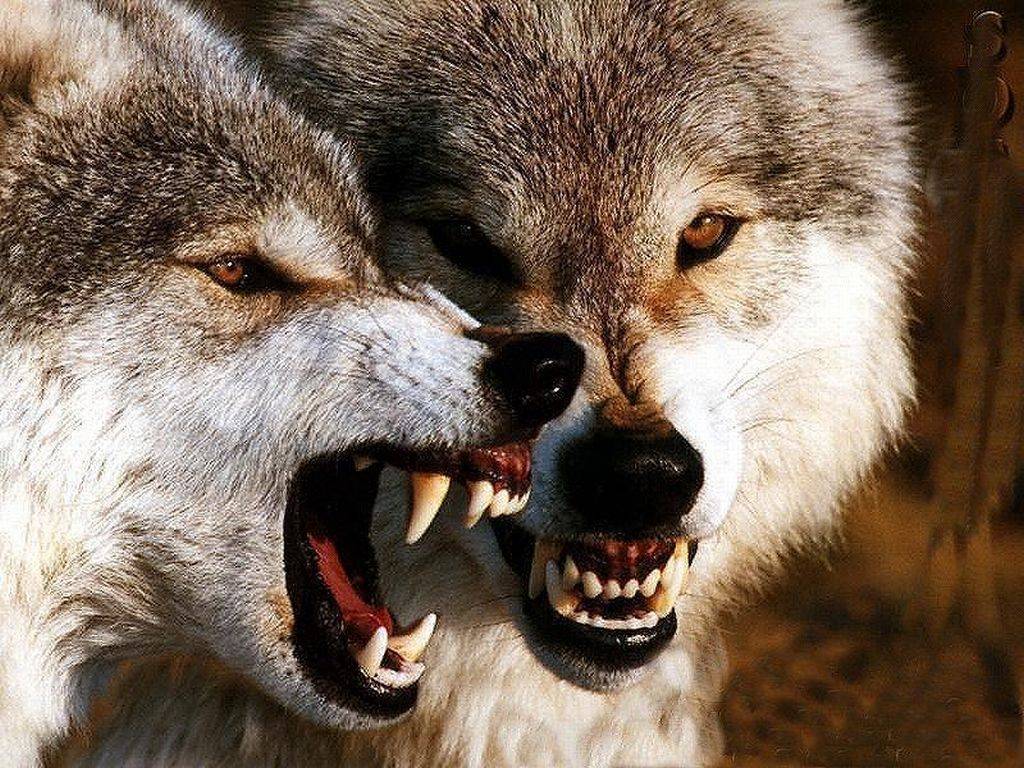 I M Angry Very Wolves