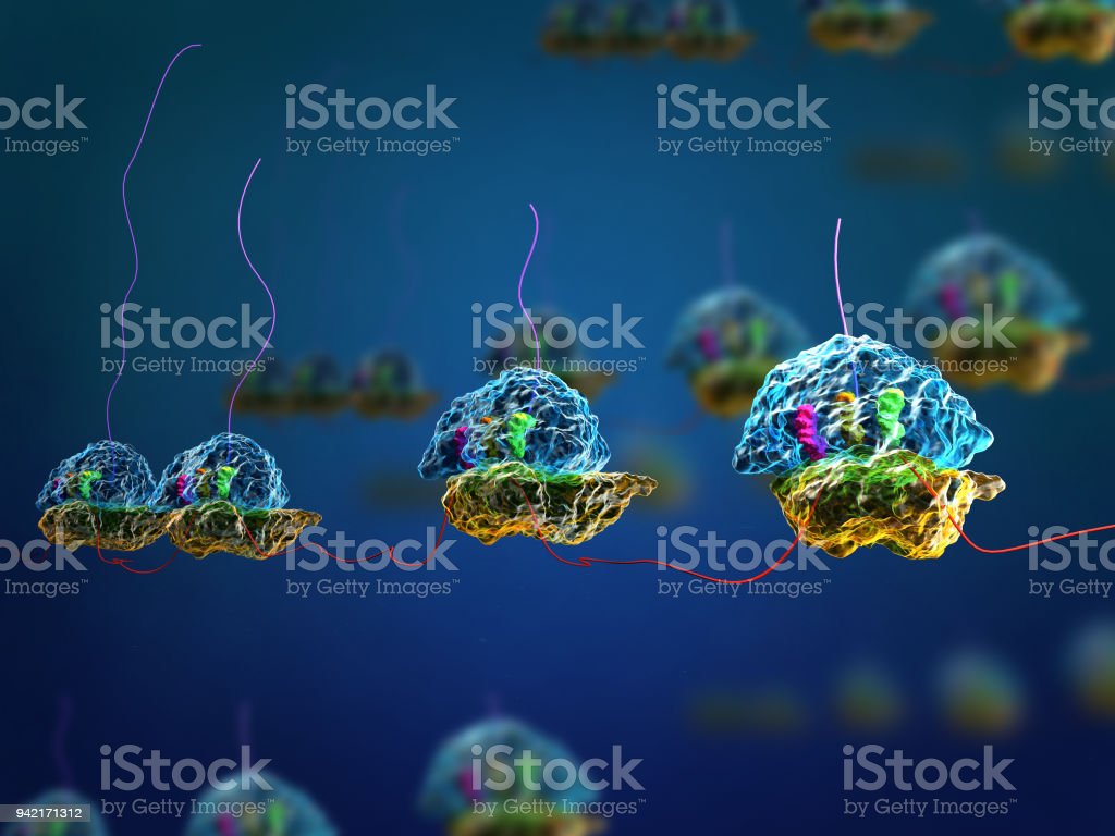 Prokaryotic Polysomes Stock Photo   Download Image Now   Ribosome