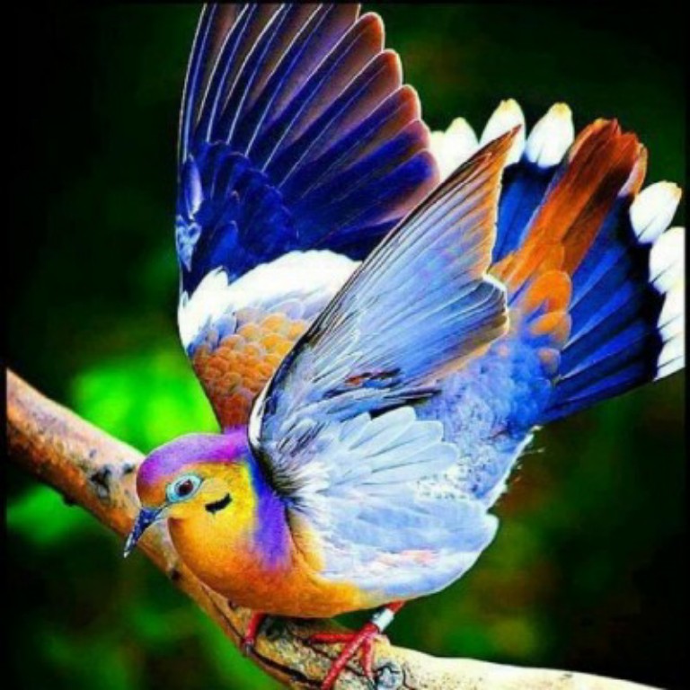 Most Beautiful Colorful Bird Photography Picture