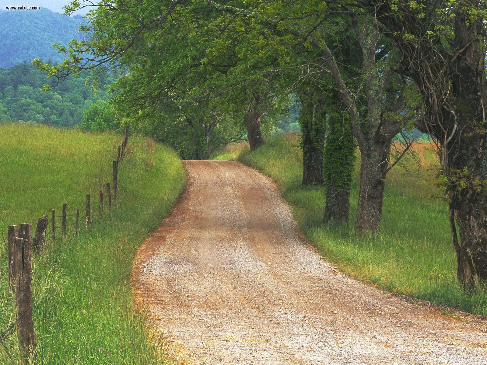 Country Road Through Cades Cove Great Smoky Mountains Tennessee
