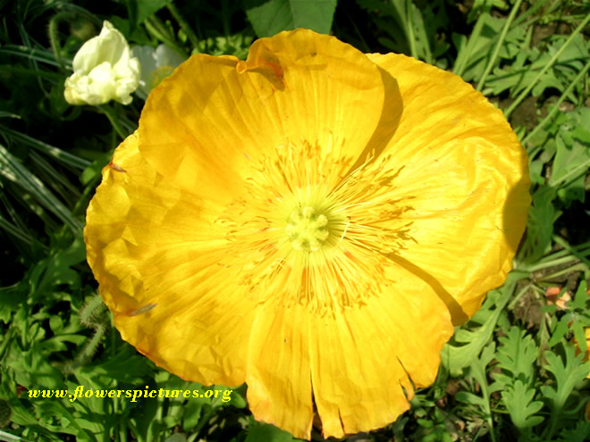 Bright Yellow Poppy Flower File Large Image Pixels
