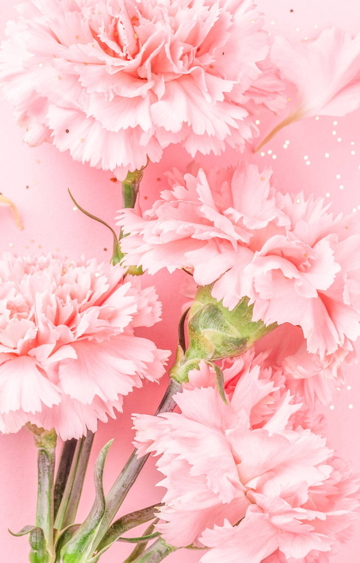 Baby Pink Background Wallpaper