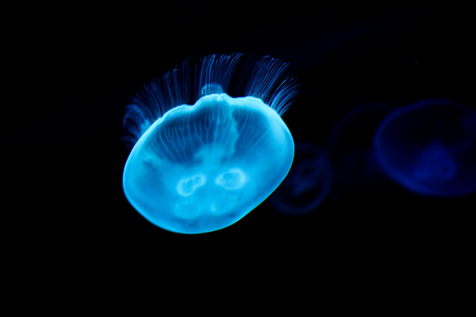 Blue Jellyfish Background Wallpaper