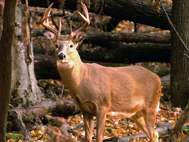 Deer Hunting Wallpaper Hd Images Pictures   Becuo