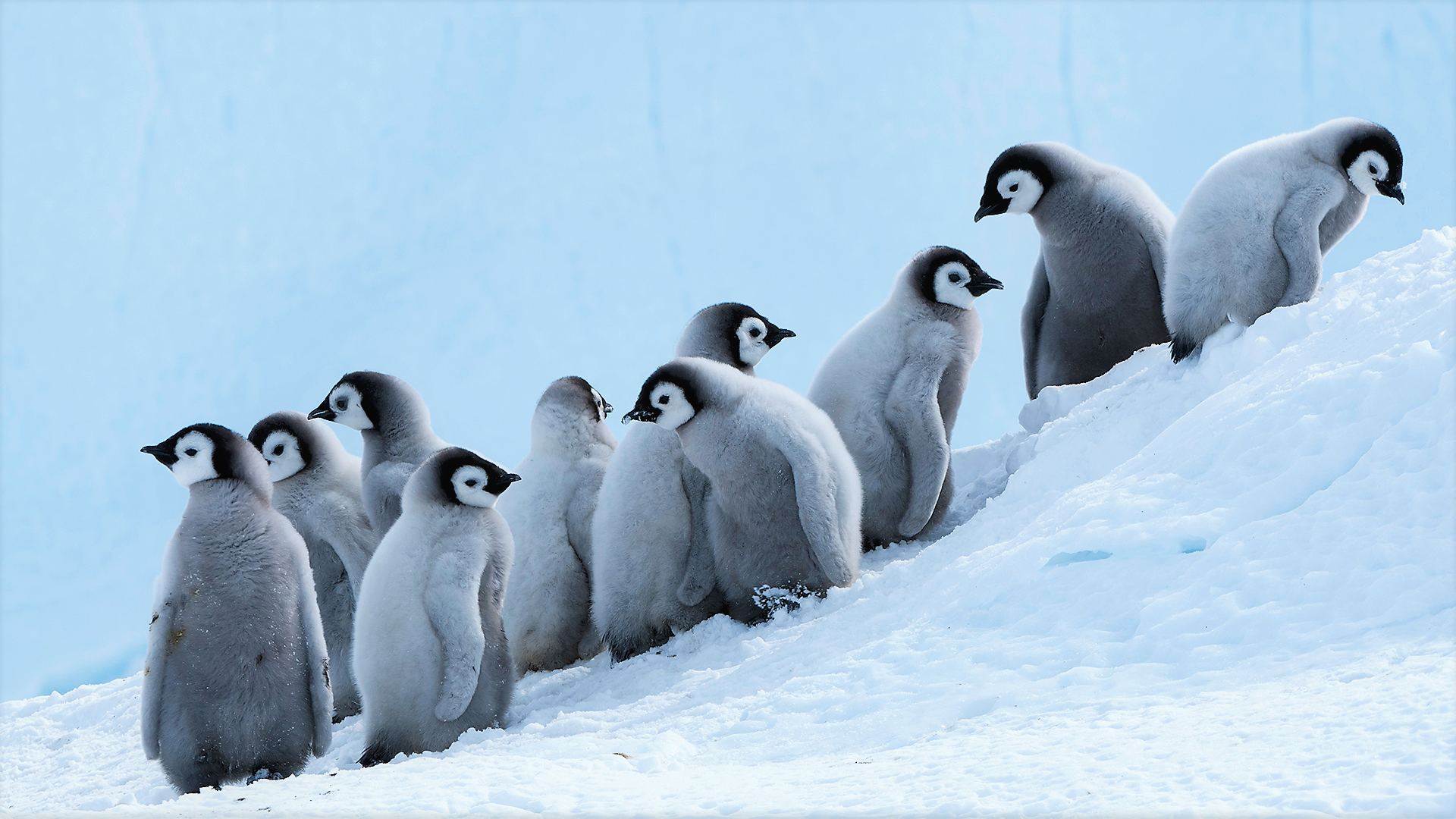 Adorable Baby Penguins In Snow Penguin Wallpaper