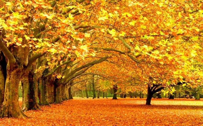 Beautiful Autumn Season Wallpaper All HD