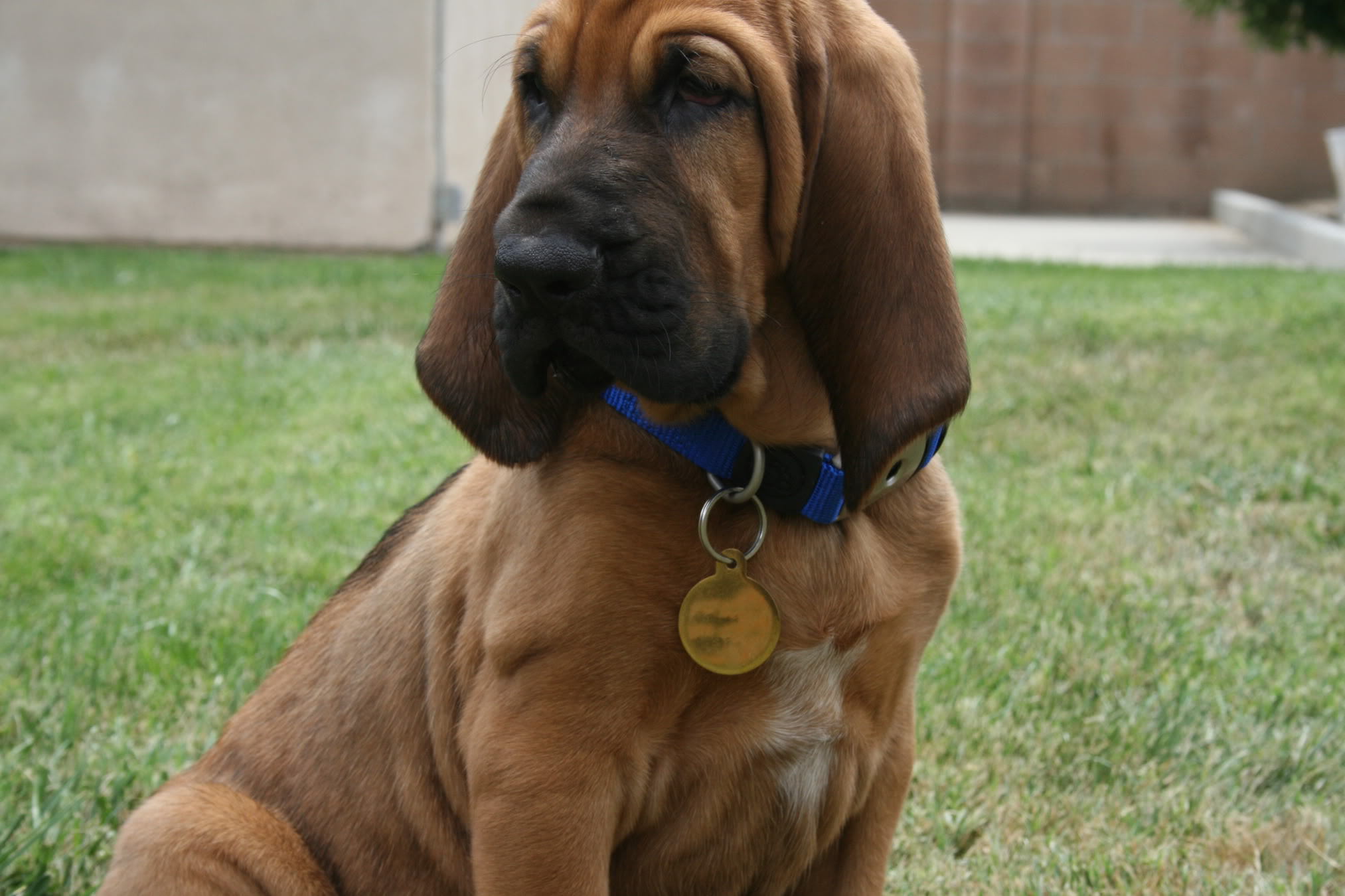 Bloodhound With A Pendant On Neck Wallpaper And Image