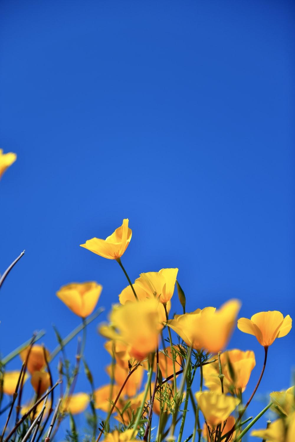 A Field Of Yellow Flowers With Blue Sky In The Background Photo