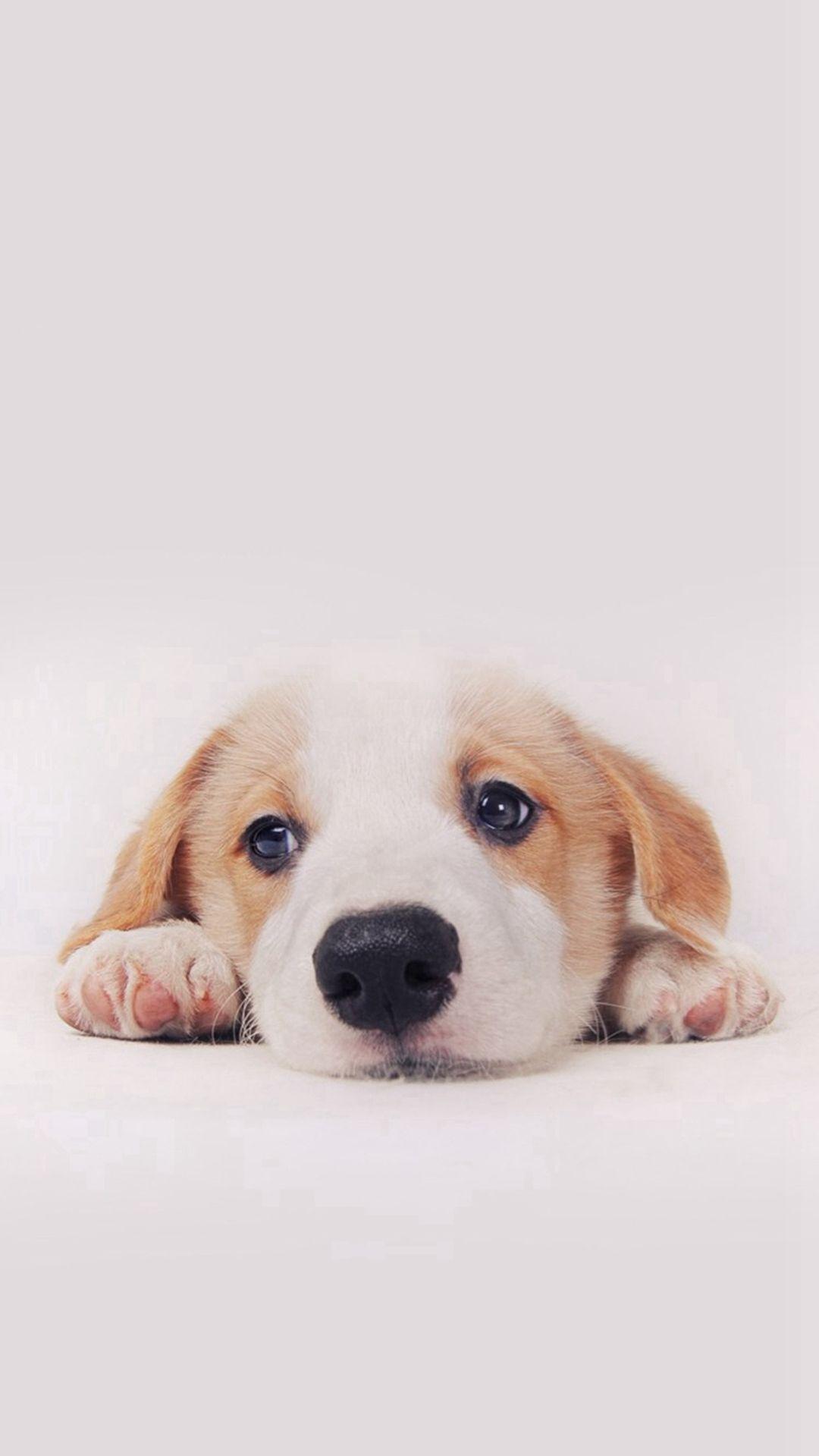 41] Cute Dog Phone Wallpapers