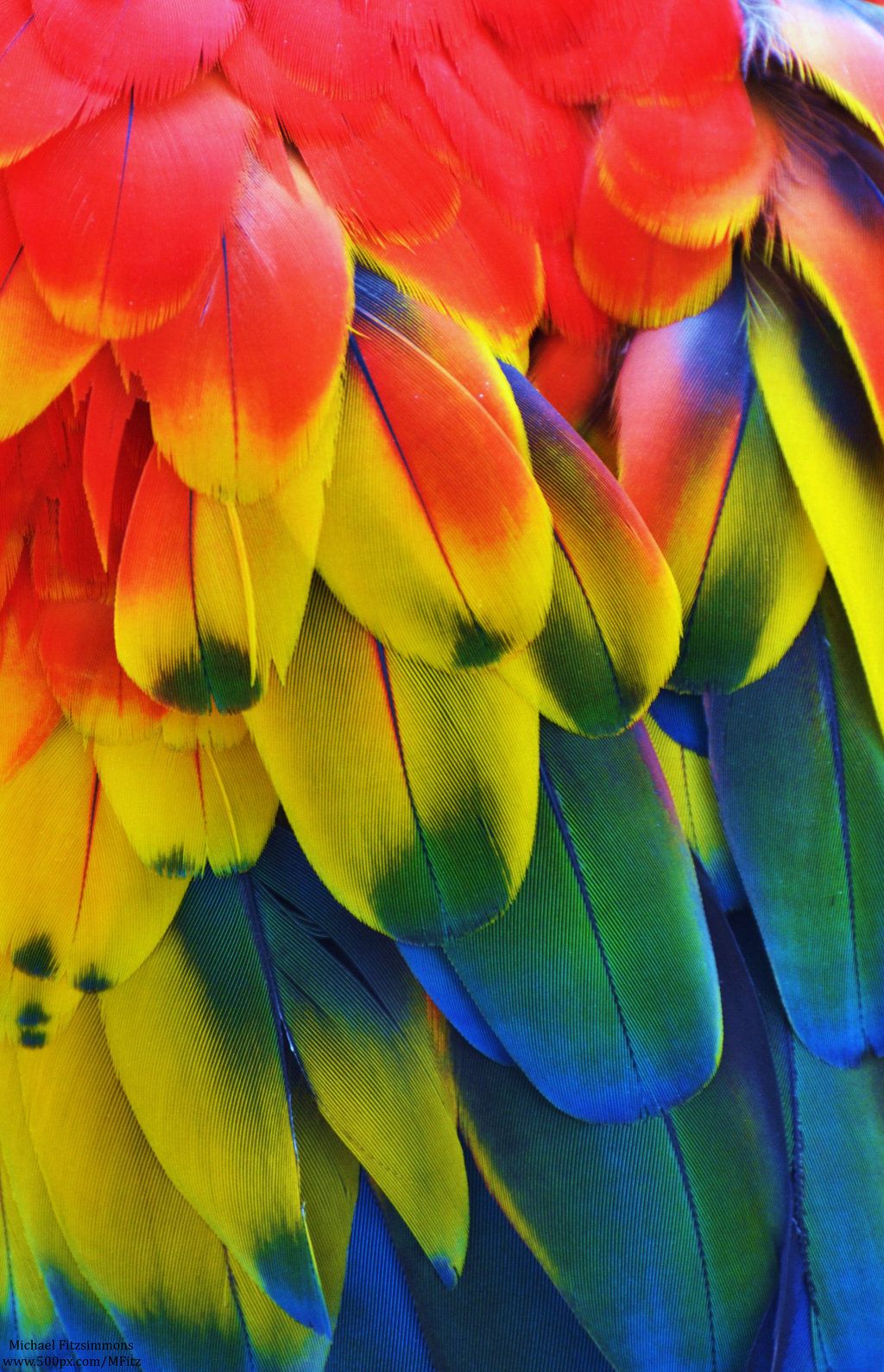 Macaw Feathers Rainbow Parrot Feather