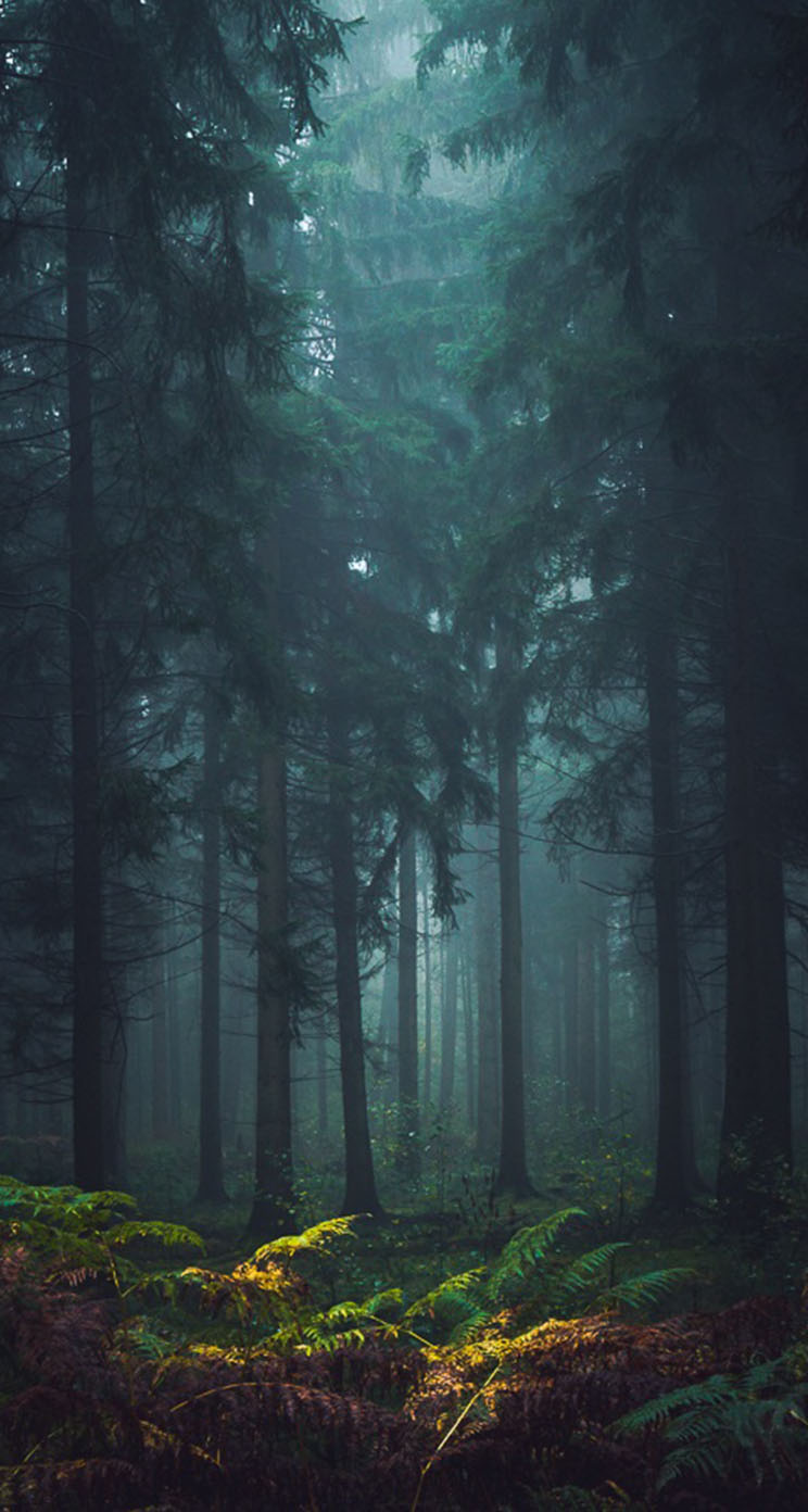 The iPhone Wallpaper Misty Forest