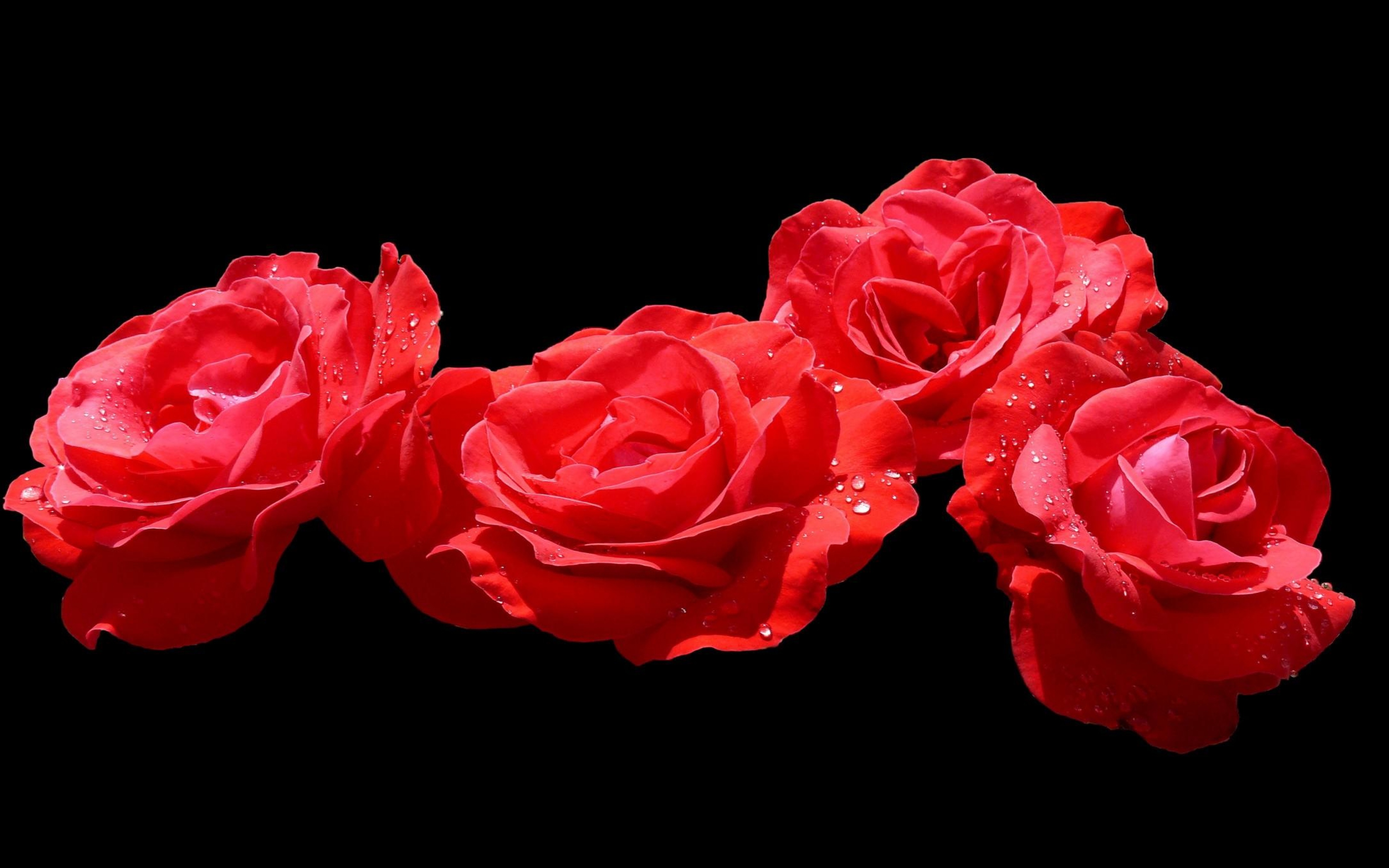 Wallpaper Rose Buds Red Drops Black Background