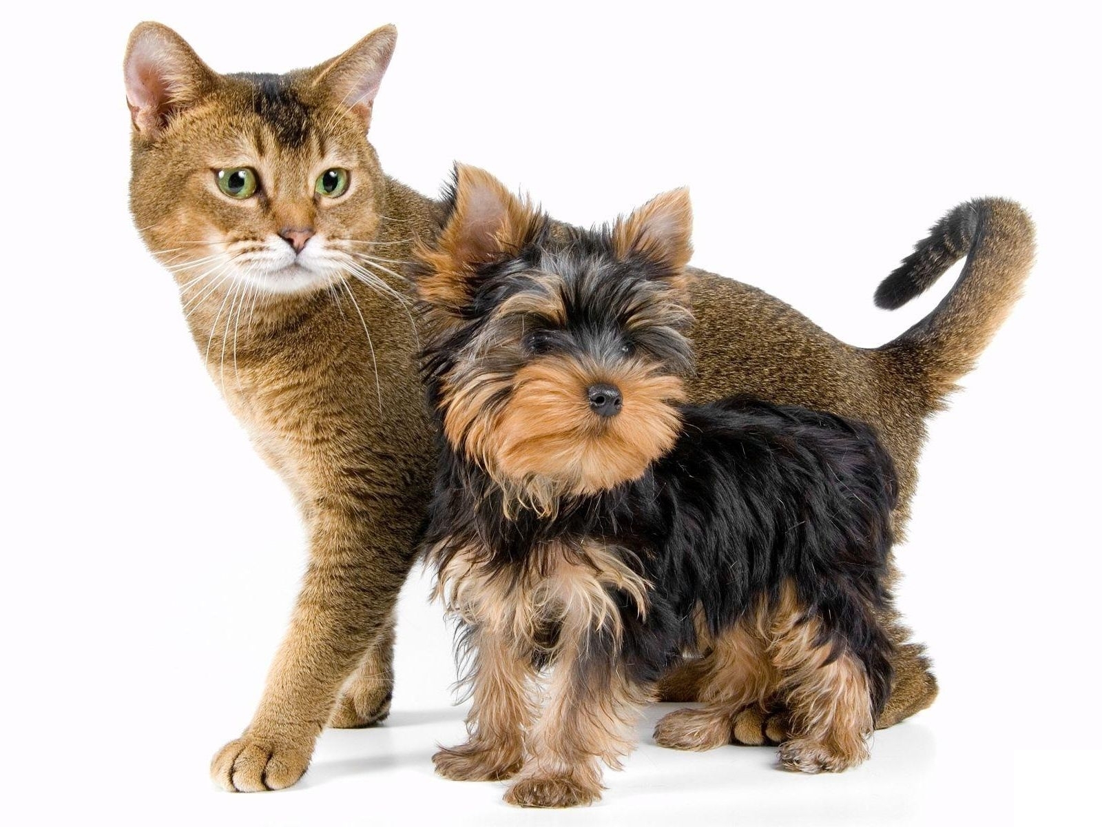 Yorkshire Terrier Dog And Cat Photo Wallpaper Beautiful