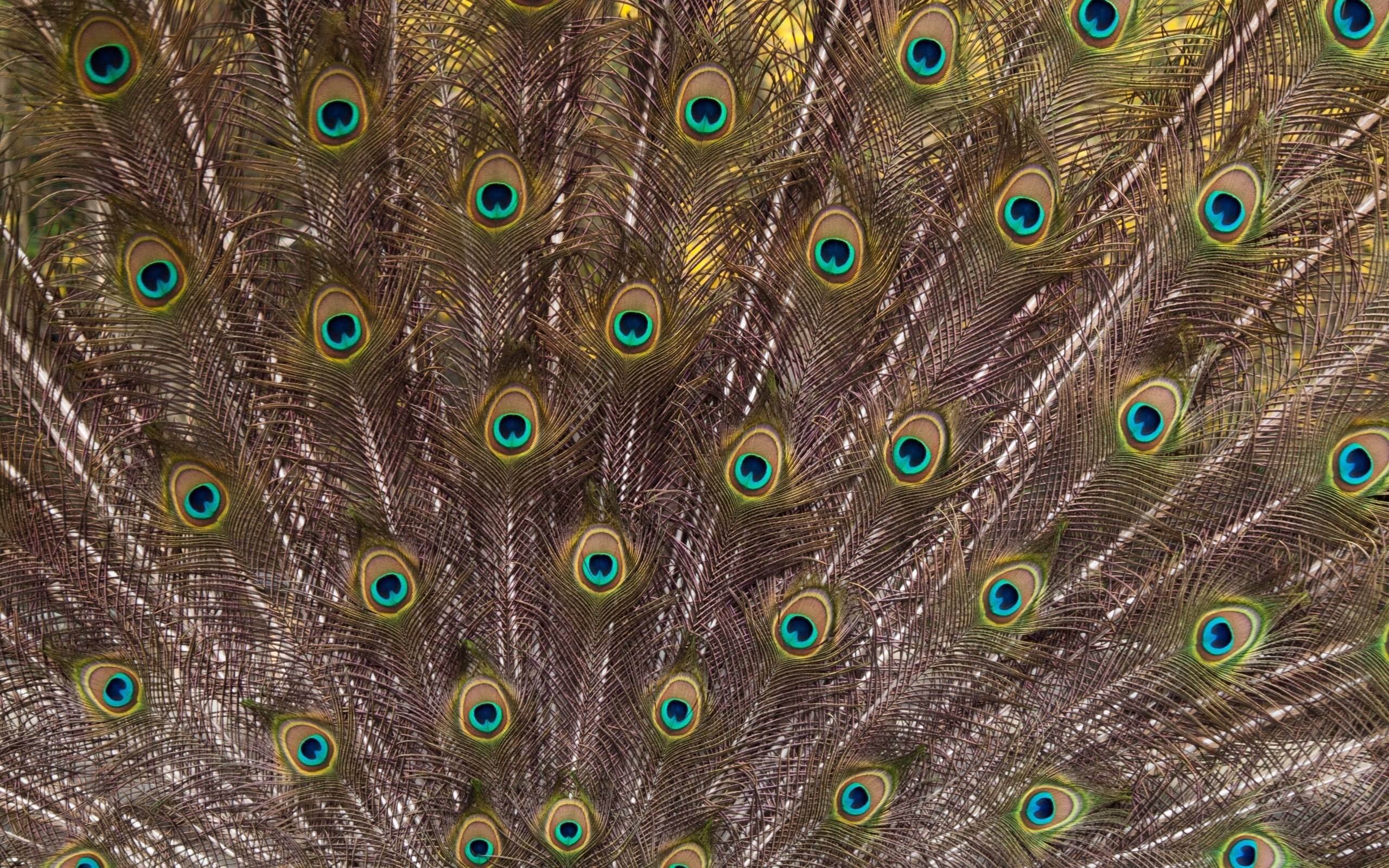 Purple Peacock Feathers Background Galleryhip