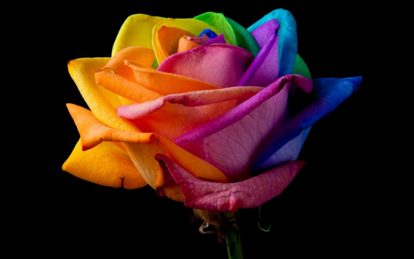 the rainbow rose is a rose which has had its petals artificially