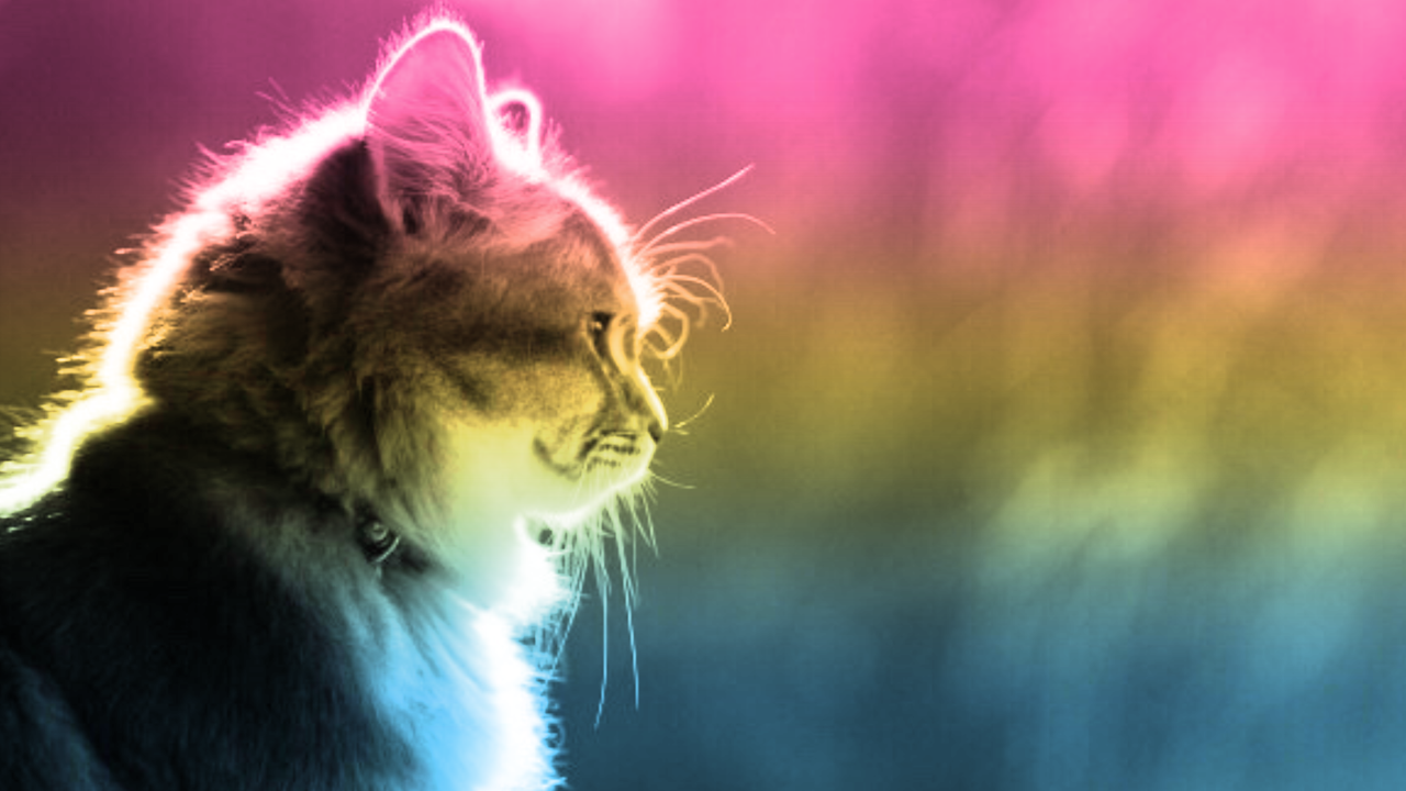 Closed Pansexual Desktop Background With Cats For Anon